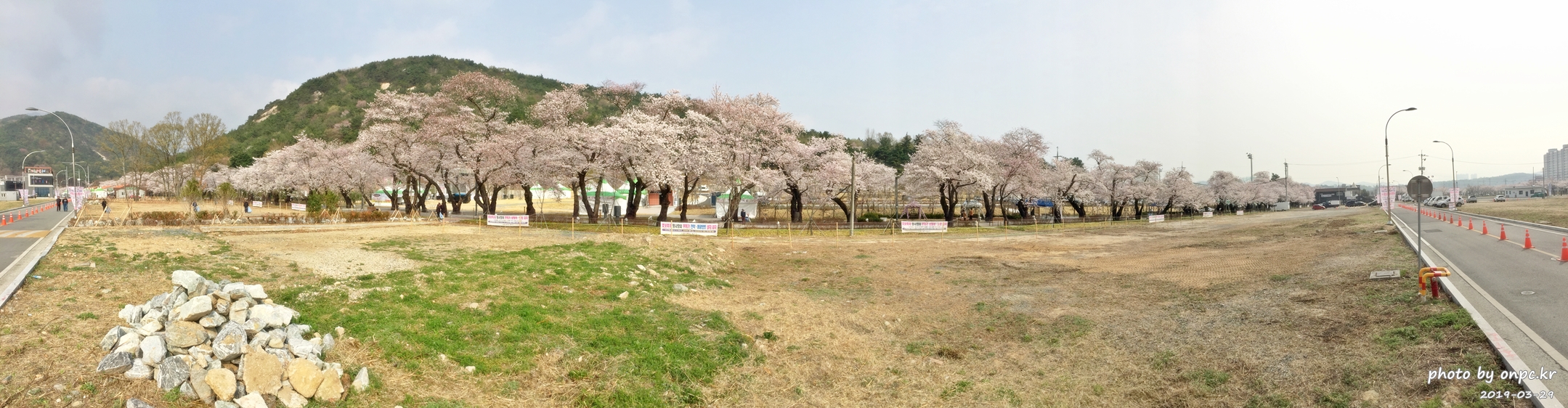 작천정 벚꽃축제