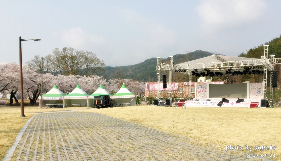 작천정 벚꽃축제