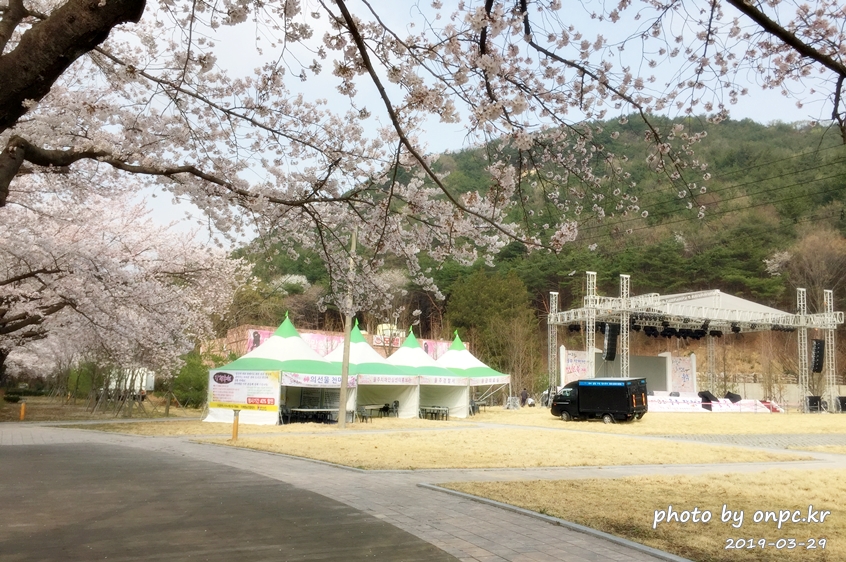 작천정 벚꽃축제