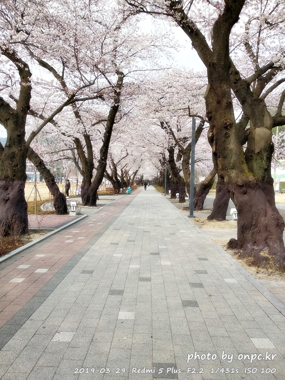 작천정 벚꽃축제 벚꽃터널