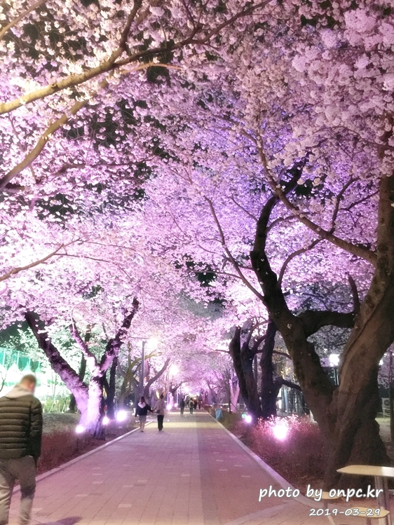 작천정 벚꽃축제