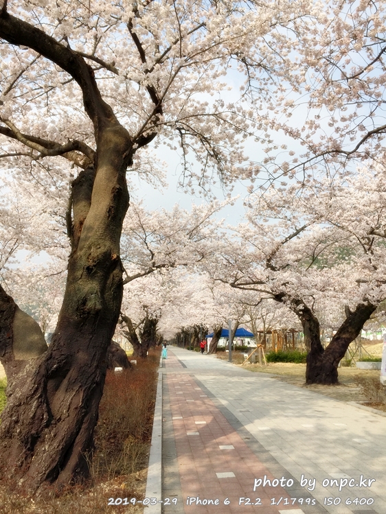 작천정 벚꽃축제