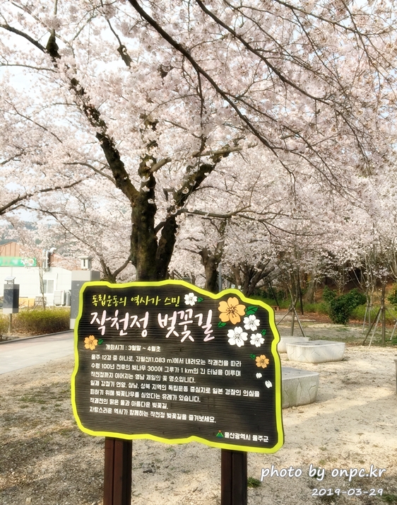 작천정 벚꽃축제