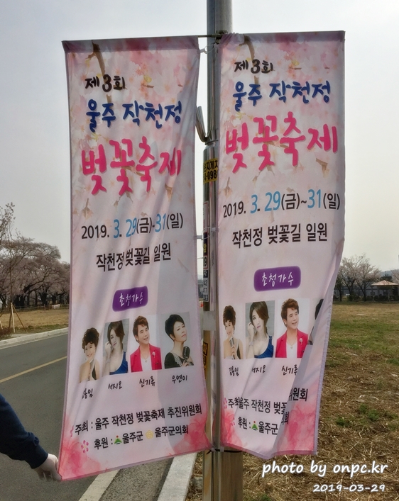 작천정 벚꽃축제