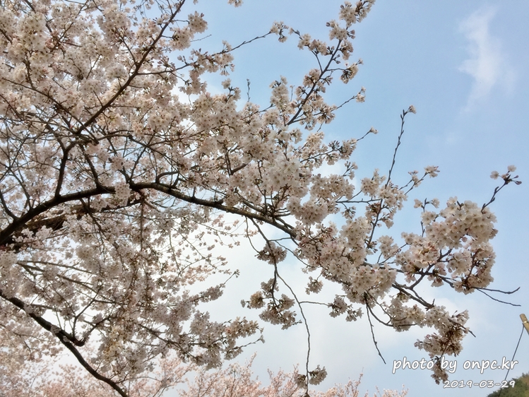 작천정 벚꽃축제