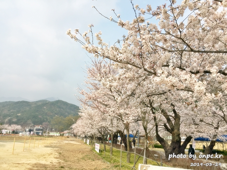 작천정 벚꽃축제