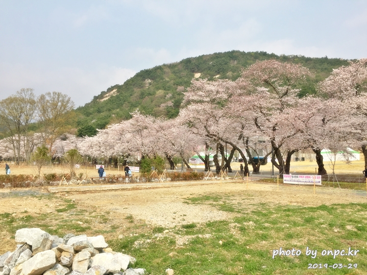 작천정 벚꽃축제