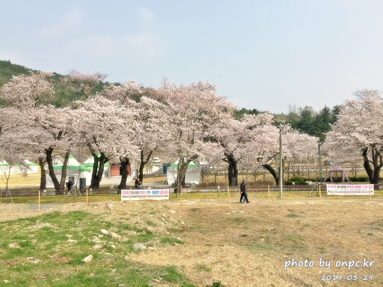 작천정 벚꽃축제