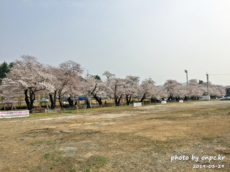 작천정 벚꽃축제