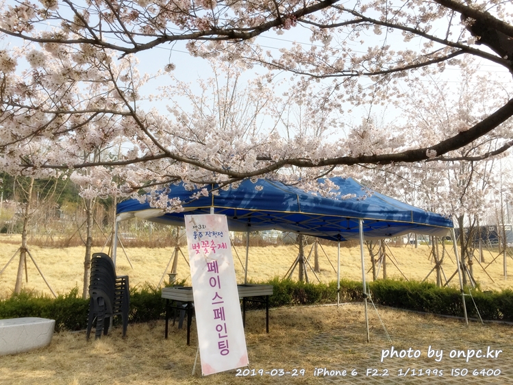 작천정 벚꽃축제