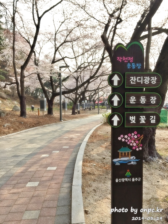 작천정 벚꽃축제