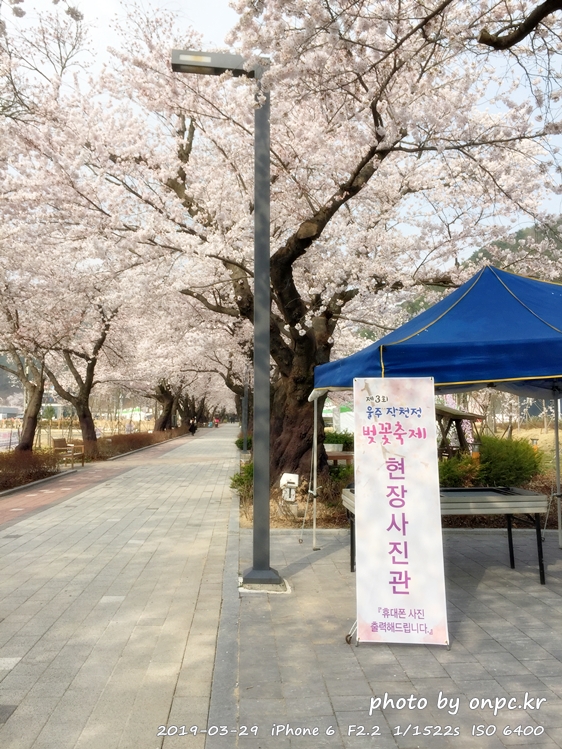 작천정 벚꽃축제