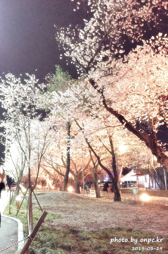 작천정 벚꽃축제