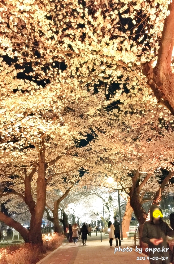 작천정 벚꽃축제