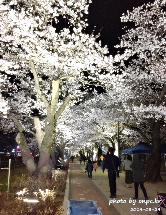 작천정 벚꽃축제