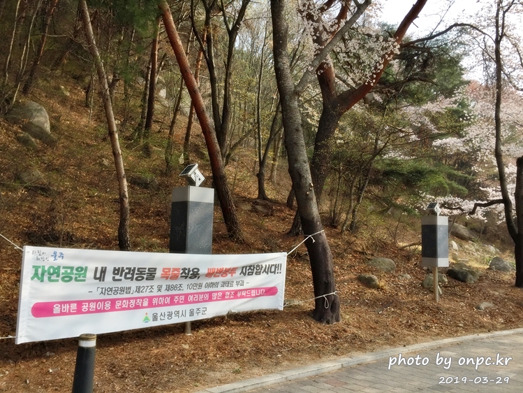 작천정 벚꽃축제