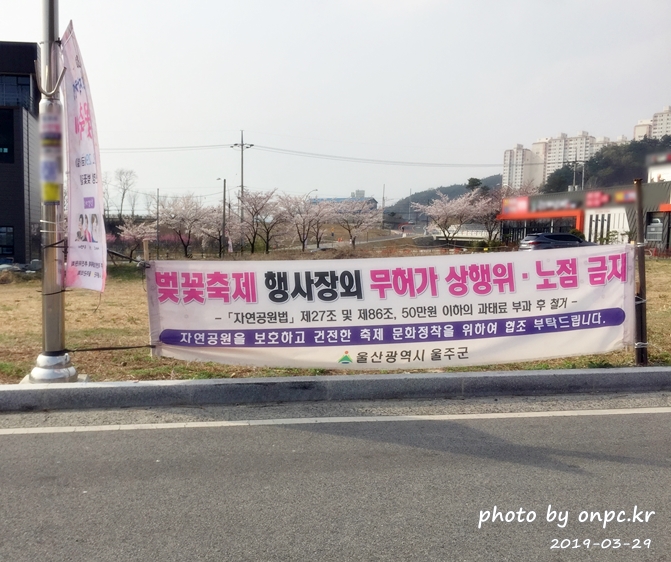 작천정 벚꽃축제