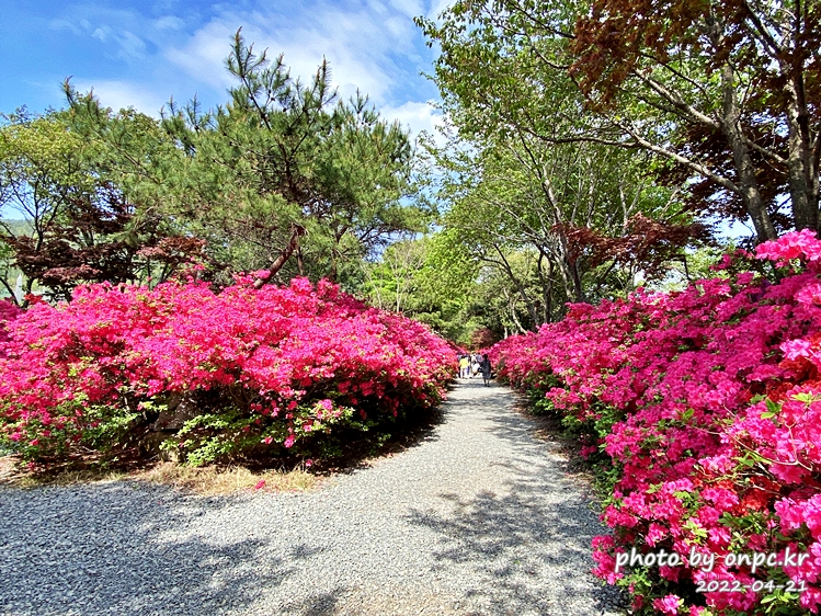 전남강진 남미륵사 철쭉영산홍꽃길