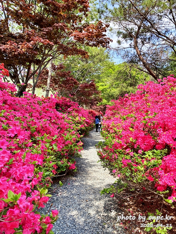전남강진 남미륵사 철쭉영산홍꽃길