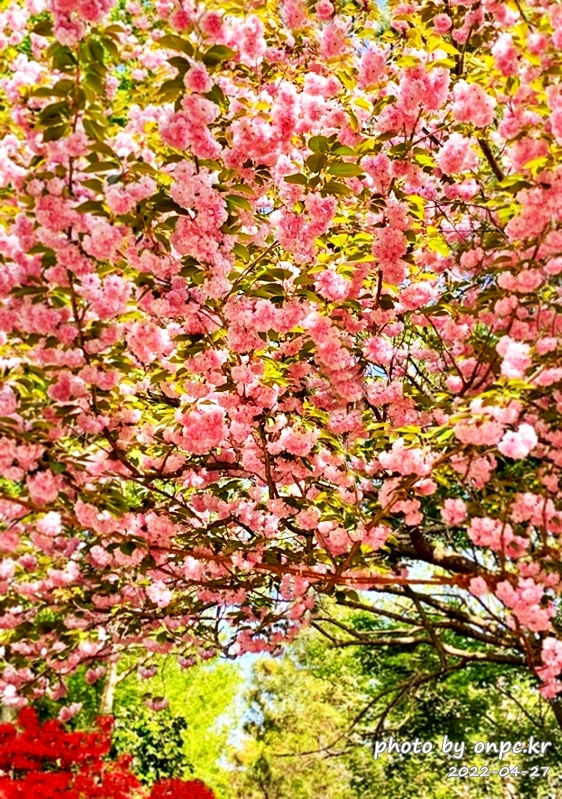 전남강진 남미륵사 겹벚꽃