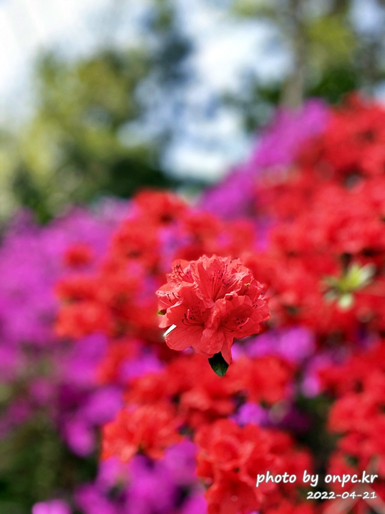 전남강진 남미륵사 철쭉영산홍꽃길
