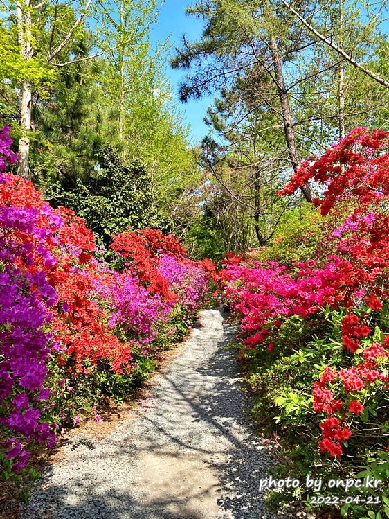 전남강진 남미륵사 철쭉영산홍꽃길