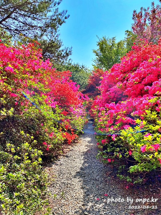 전남강진 남미륵사 철쭉영산홍꽃길