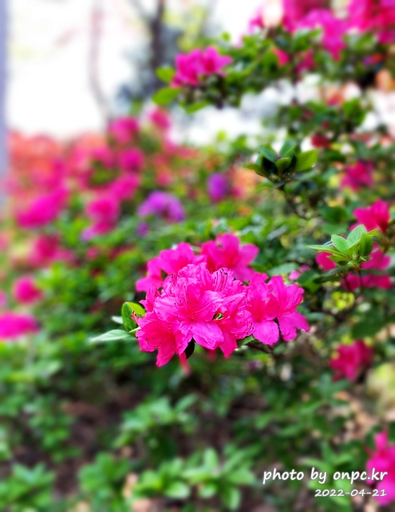 전남강진 남미륵사 철쭉길