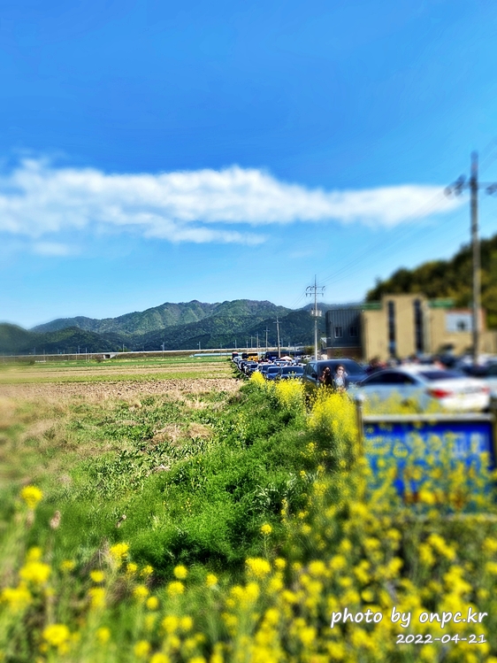 전남강진 남미륵사 철쭉영산홍꽃길