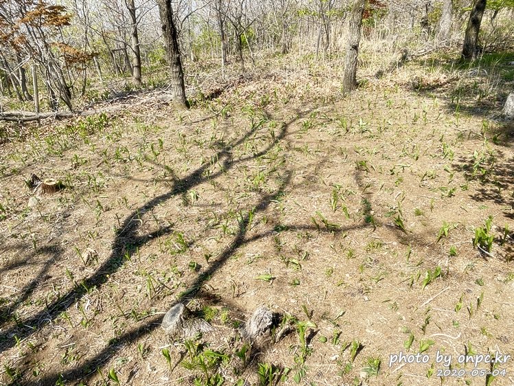 네이처하이크 경량 접이식 캠핑 코트(Naturehike light Folding Camping Cot)