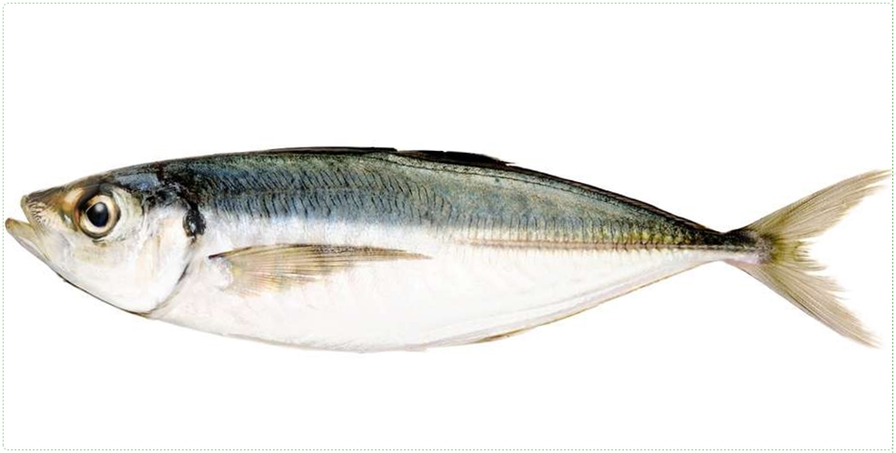 전갱이( horse mackerel)