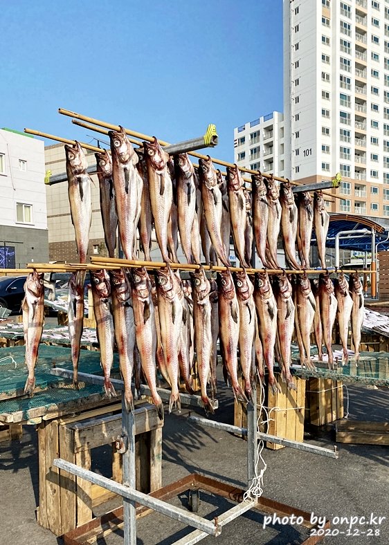 방어진 공동어시장 참가자미
