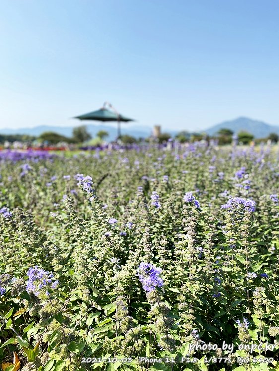 경주걷기여행 첨성대꽃단지