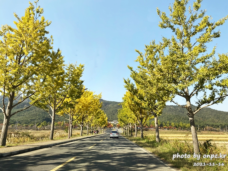 경주 통일전 은행나무길