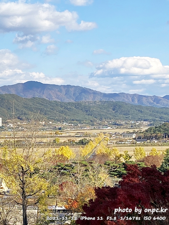 경주 통일전 은행나무길