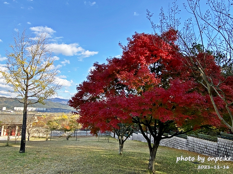 경주 통일전 은행나무 가을단풍