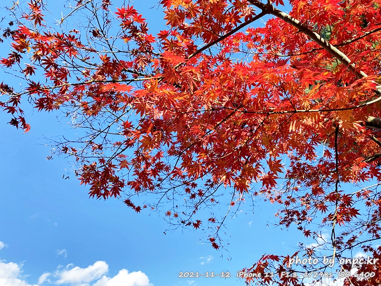 경주 통일전 가을단풍