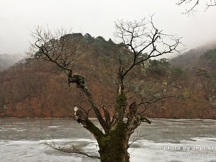 경북청송 겨울주산지