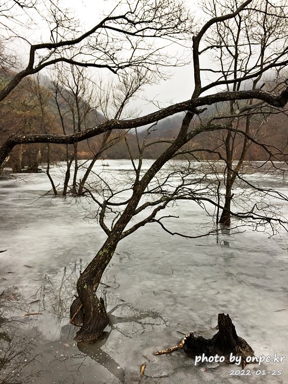 경북청송 겨울주산지