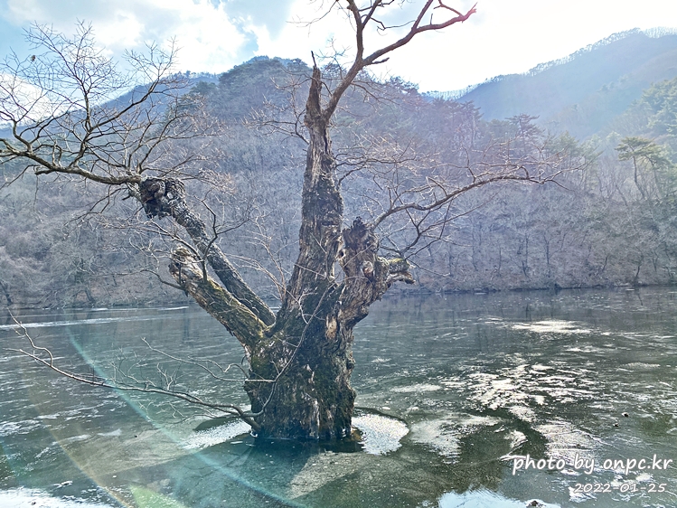 경북청송 주산지왕버들