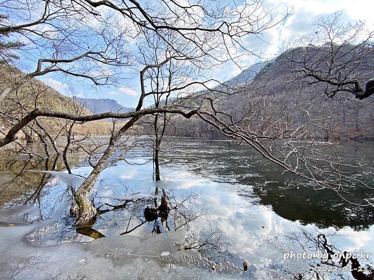 경북청송 주산지왕버들