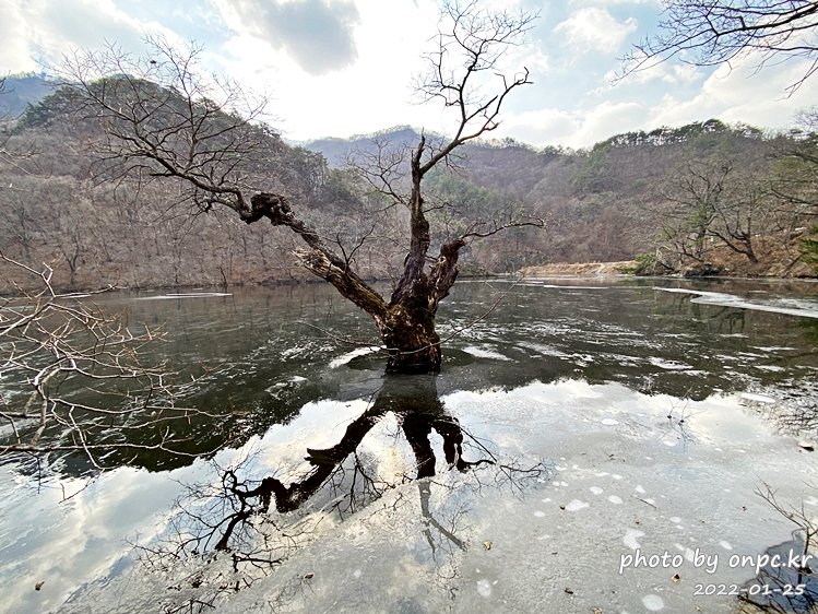 경북청송 주산지왕버들