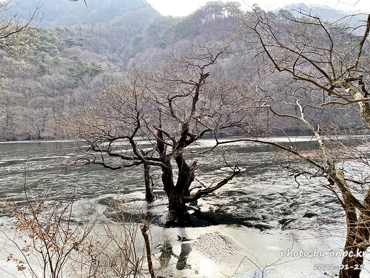 경북청송 주산지왕버들