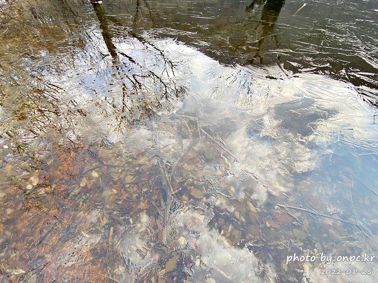 경북청송 겨울주산지