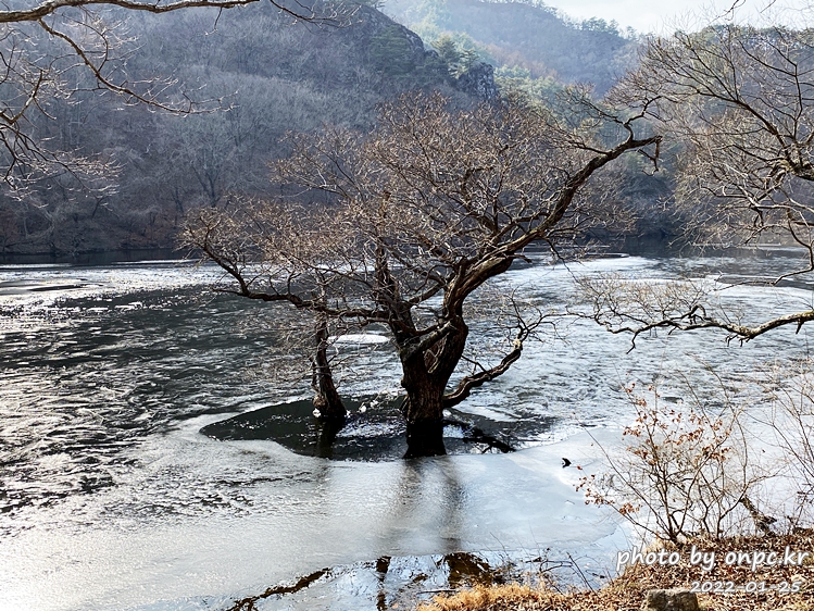경북청송 주산지왕버들