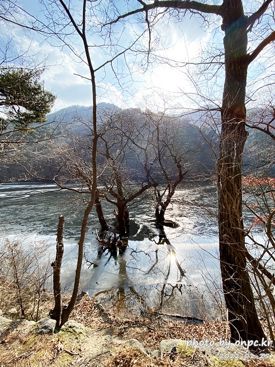 경북청송 주산지왕버들