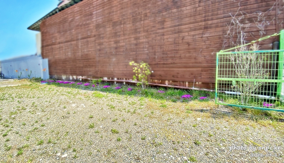 집마당에 핀 꽃잔디