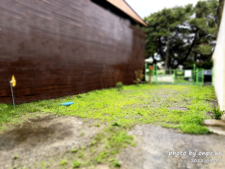 집마당 잡초제거하기