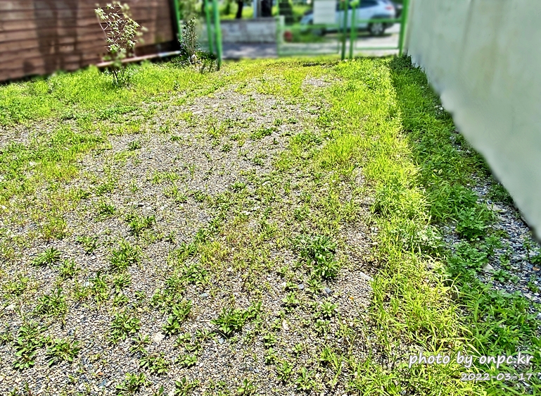 집마당 잡초제거