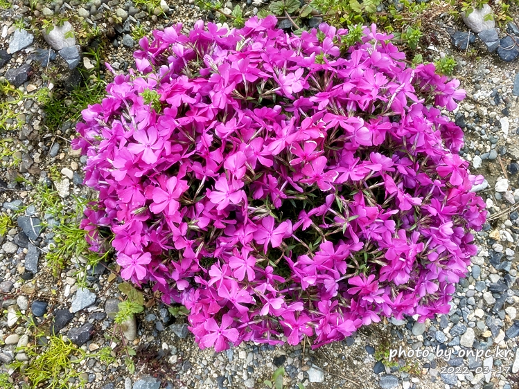 집마당에 핀 꽃잔디